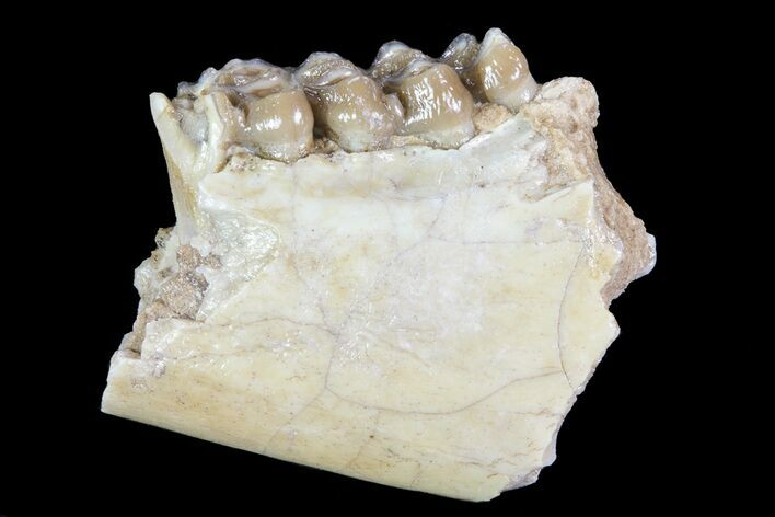 Oligocene Ruminant (Leptomeryx) Jaw Section #70090